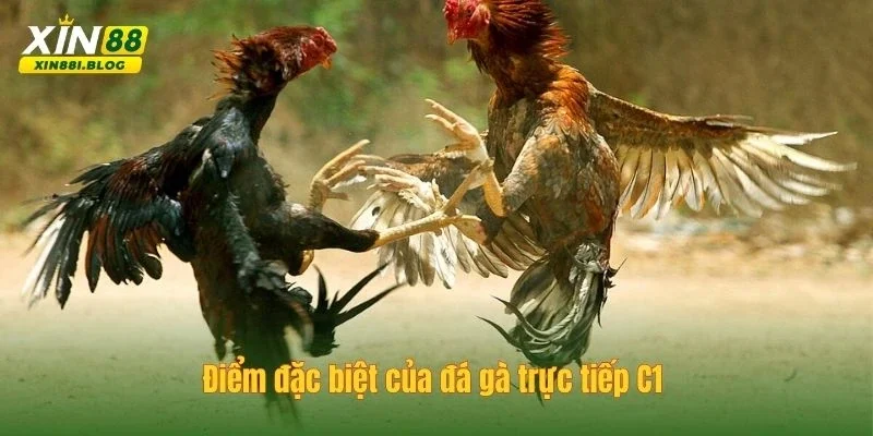 đá gà trực tiếp C1