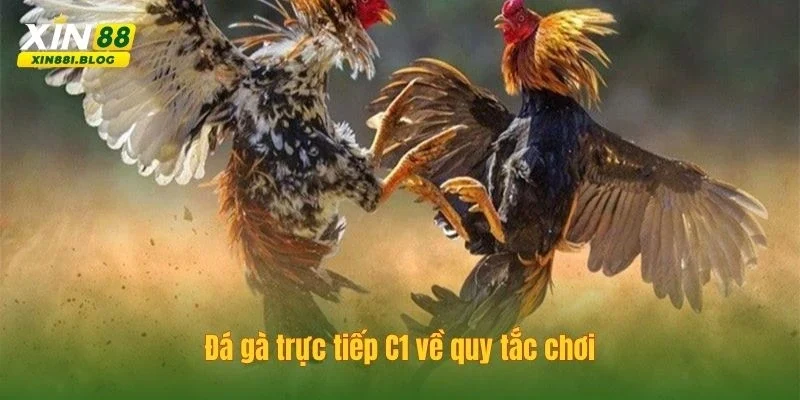 đá gà trực tiếp C1
