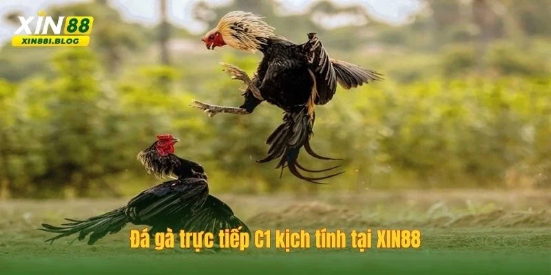 đá gà trực tiếp C1