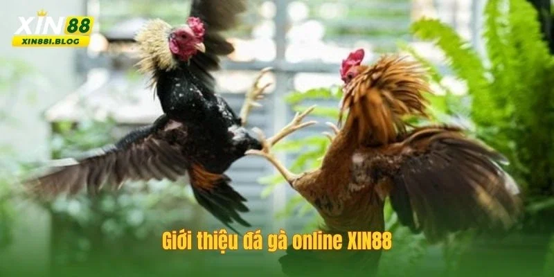 kinh nghiệm đá gà online