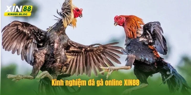 kinh nghiệm đá gà online