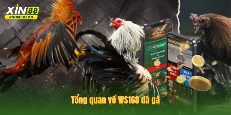 WS168 đá gà
